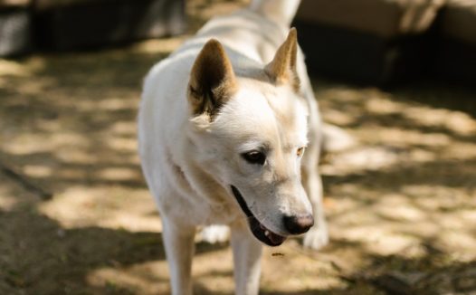 白色中华田园犬图片