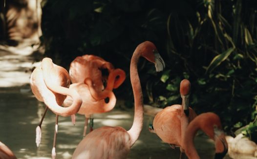 动物园火烈鸟群图片