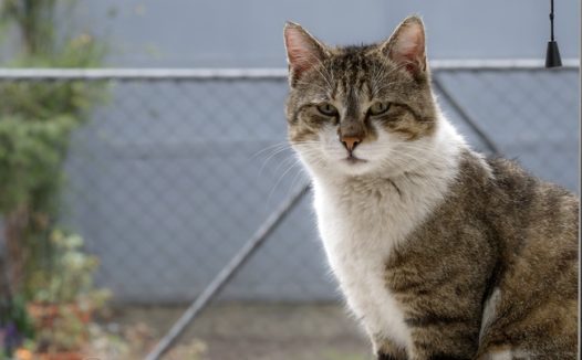 蹲坐在护栏网边上的小猫图片