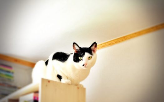 黑白宠物小猫图片