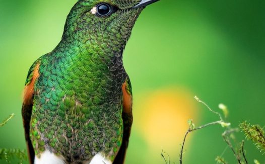 野生绿色蜂鸟图片