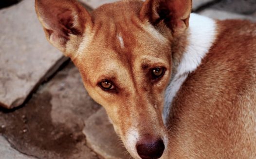 可怜流浪狗图片