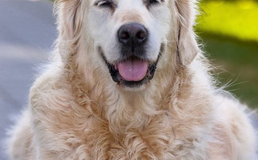 金毛狗狗可爱图片