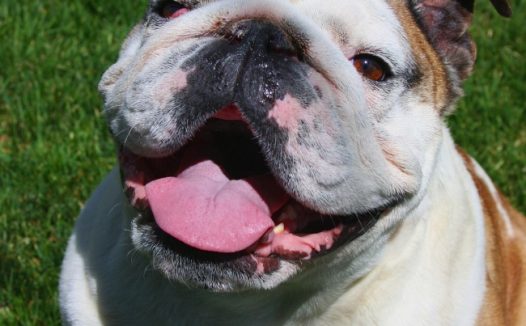 斗牛犬狗狗图片