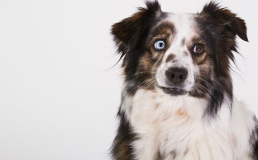 澳大利亚牧羊犬图片