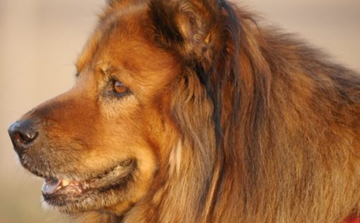 澳大利亚牧羊犬肖像照