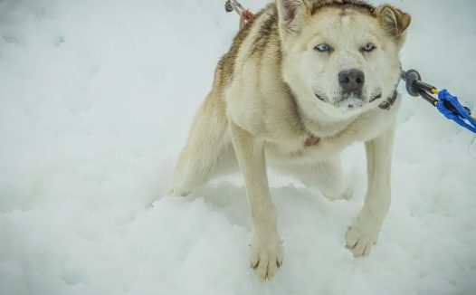 拉斯维加斯雪橇犬图片