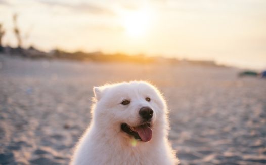 可爱白色萨摩耶狗狗图片