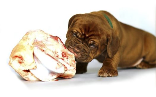 斗牛犬啃骨头图片