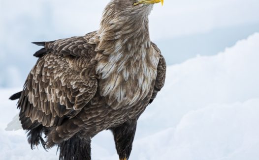 站在雪地了的白尾鹰图片
