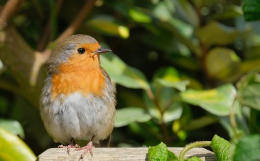 站在石头上的野生知更鸟图片