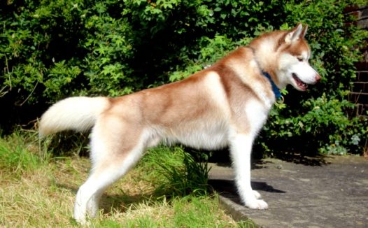 哈士奇小狗可爱图片