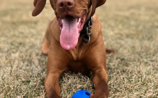 匈牙利维斯拉犬图片