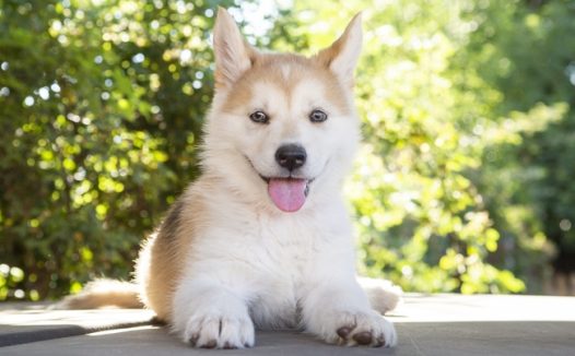 日本可爱秋田犬图片