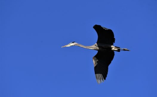 蓝色天空苍鹭翱翔图片