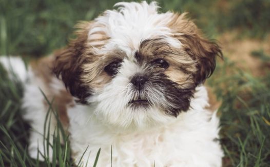 草丛嬉戏玩耍西施犬摄影图片