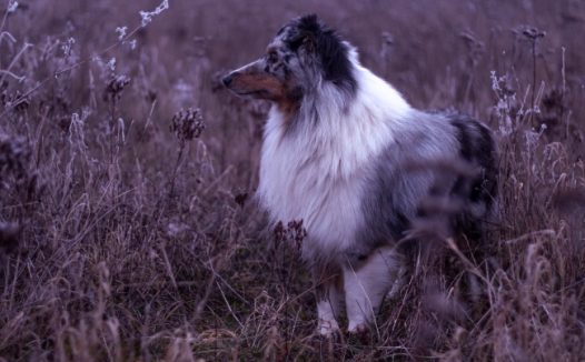 原野牧羊犬黑白图片