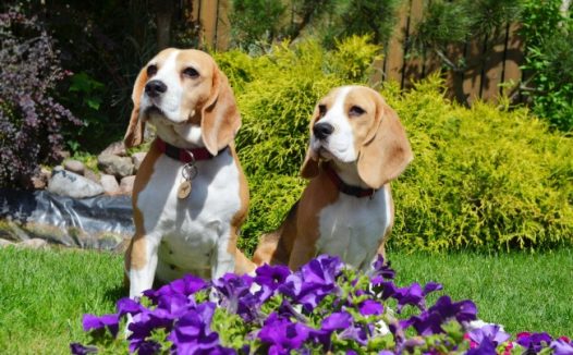 两只可爱宠物狗图片