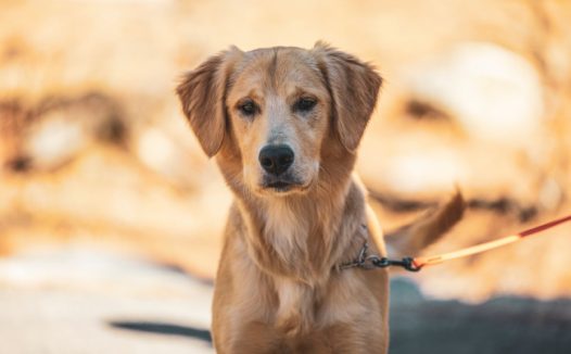 忠犬拉布拉多图片