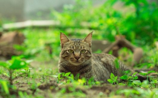 户外可爱虎斑猫图片