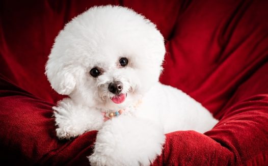 可爱白色贵宾犬狗狗图片