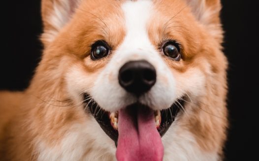 呆萌可爱柯基犬摄影图片