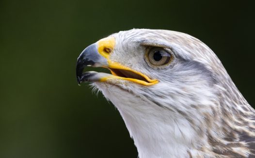野生白头鹰微距特写摄影图片