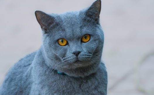 呆萌可爱俄罗斯短毛猫摄影图片