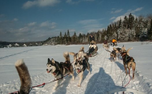 冬天雪地雪橇狗图片