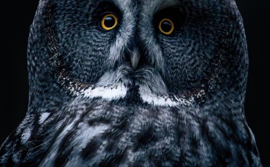 黑色巴特猫头鹰摄影图片