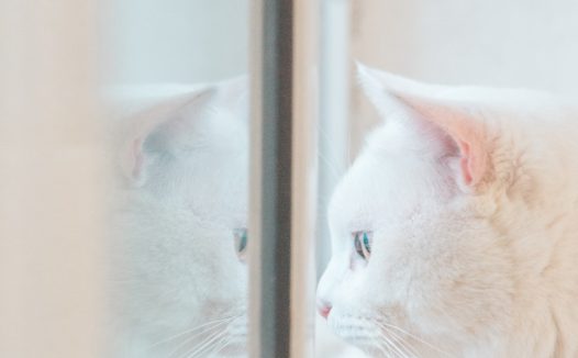 可爱白色猫咪萌宠图片