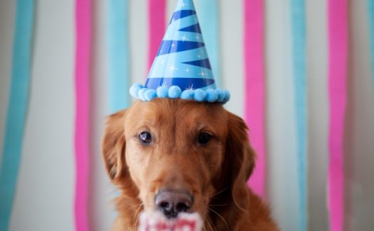 成年帅气金毛犬图片