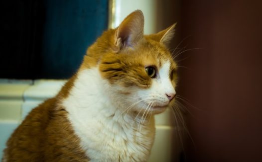 可爱英国短毛猫图片