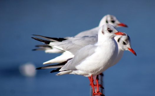 野生红嘴鸥图片