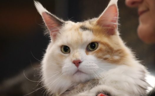 呆萌宠物猫头部特写图片