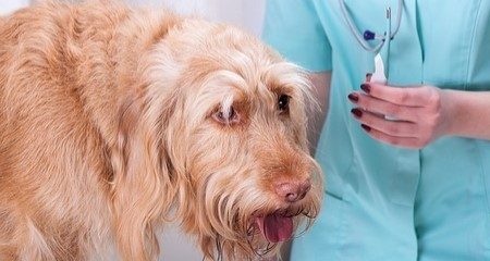 宠物发烧的 5 大常见原因