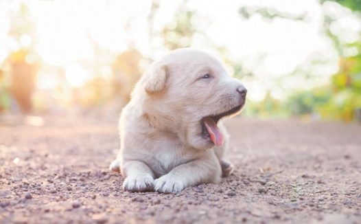 狗狗拉红丝粑粑怎么回事?铲屎官万万不可大意