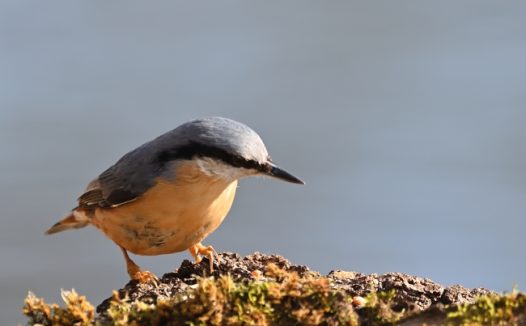 正在觅食的五十雀摄影图片