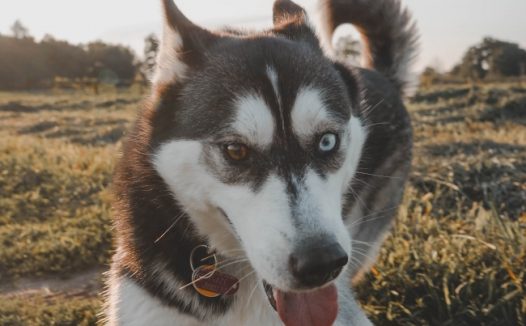 可爱纯种哈士奇犬图片