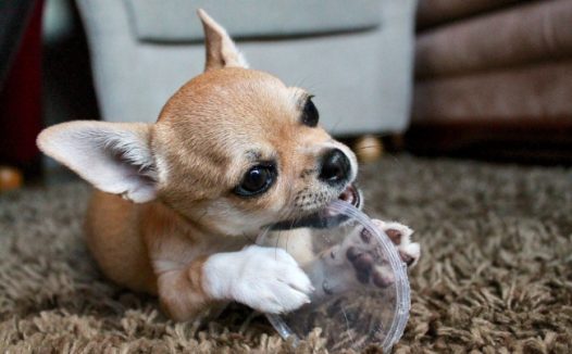 可爱宠物狗图片素材