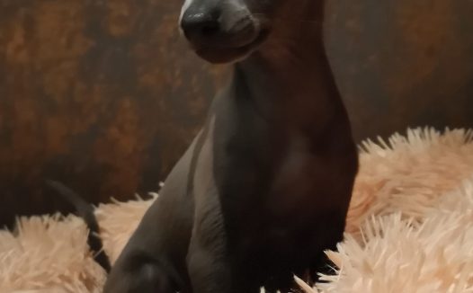 黑色灵缇犬狗狗图片