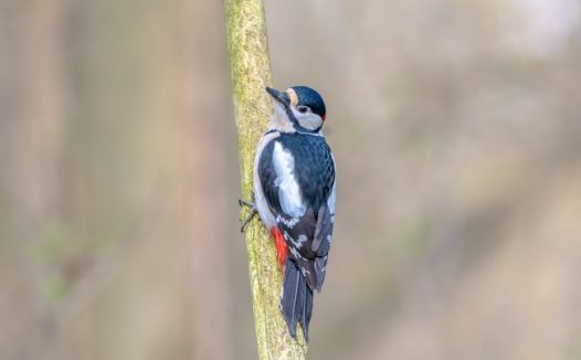 站在树干上的大斑啄木鸟图片