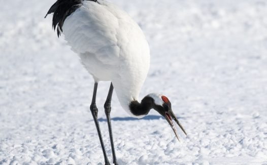 冬季雪地白色丹顶鹤摄影图片