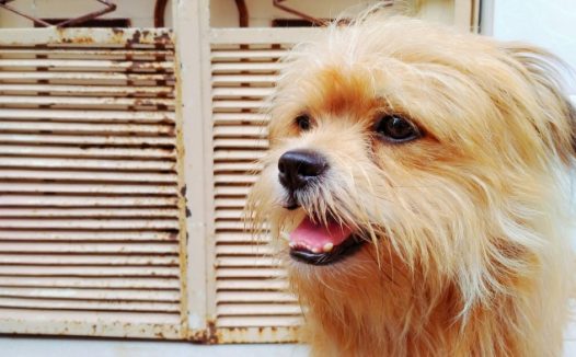 萌萌哒可爱狗狗图片