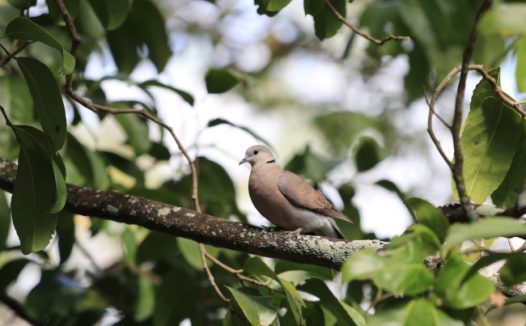 树枝上灰色鸽子图片