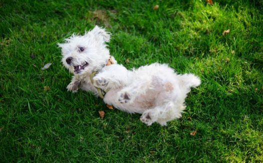 绿色草地可爱狗狗嬉戏图片