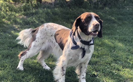 草地西班牙猎犬摄影图片