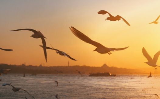 黄昏大海海鸥图片