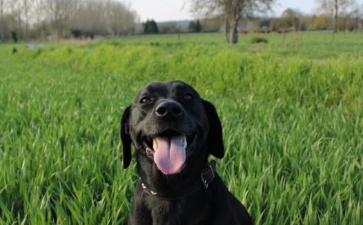 绿色稻田黑色拉布拉多图片