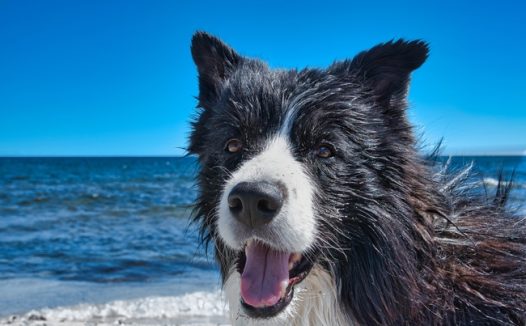 海边牧羊犬狗狗图片